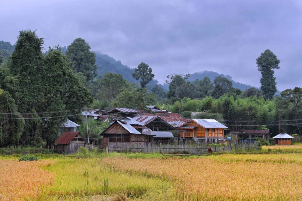 How about walking through the paddy fields with guided tours?
