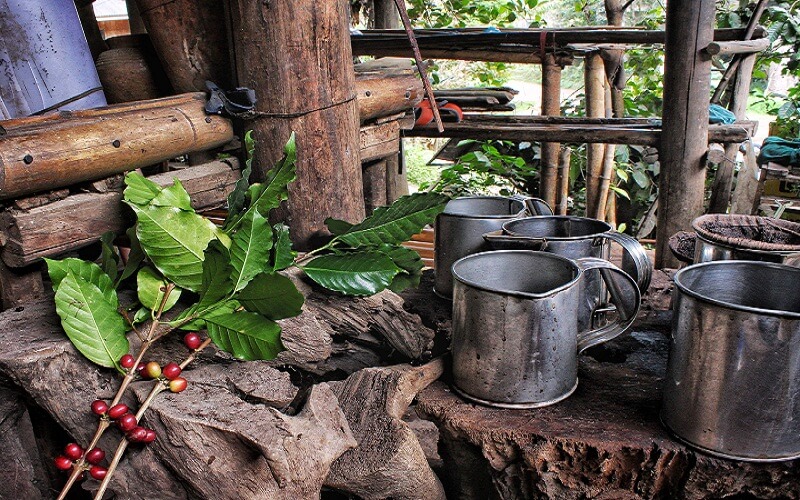 Coffee plantations transcend acres of hills and smell of freshly brewed Somsak coffee is inviting