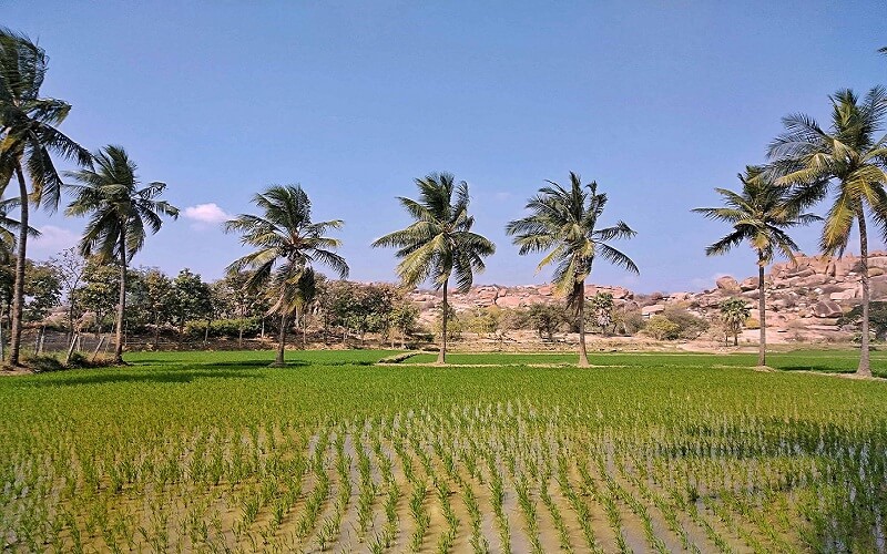 Hippie Island and travel guide for Hampi through paddy fields
