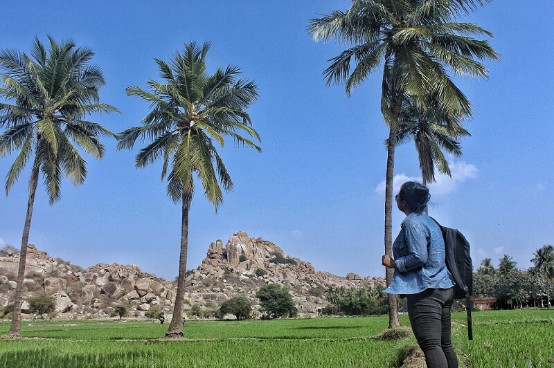 The gorgeous paddy fields of Hampi dotted with coconut trees
