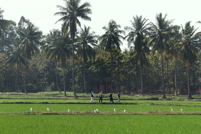 Cottages and guesthouses amidst the paddy fields
