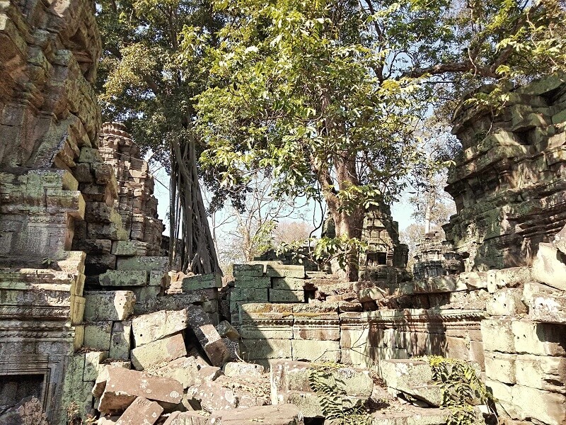 The ruins of the temples beautiful embraced by nature