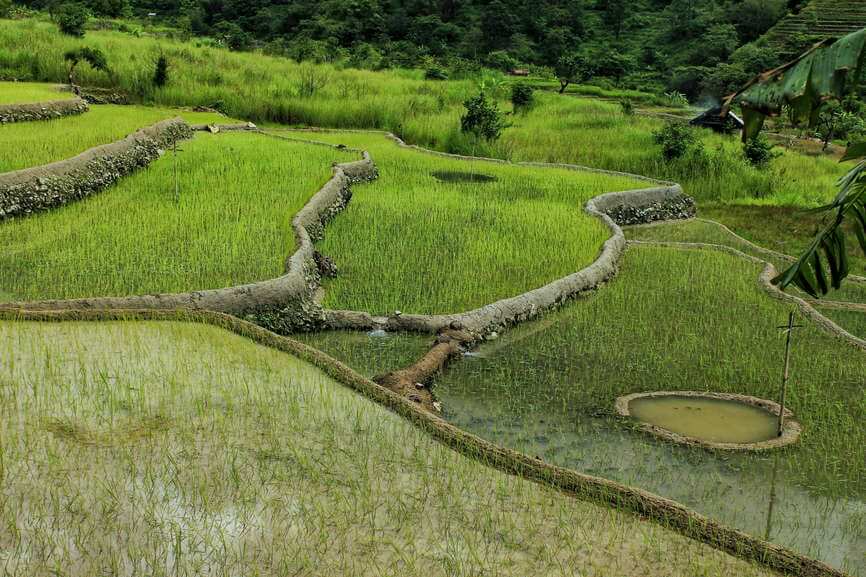 The co-cultivation of fish with paddy farms