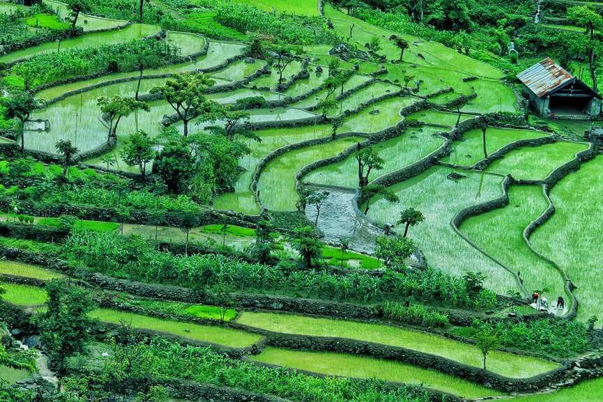 The gorgeous terrace paddy fields of Khonoma Village