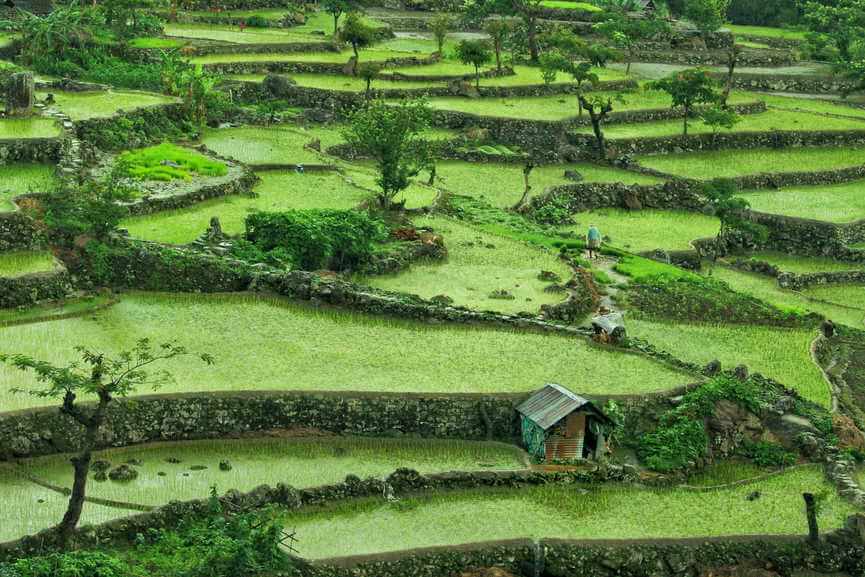 The gorgeous terrace farming of paddy in Khonoma Village