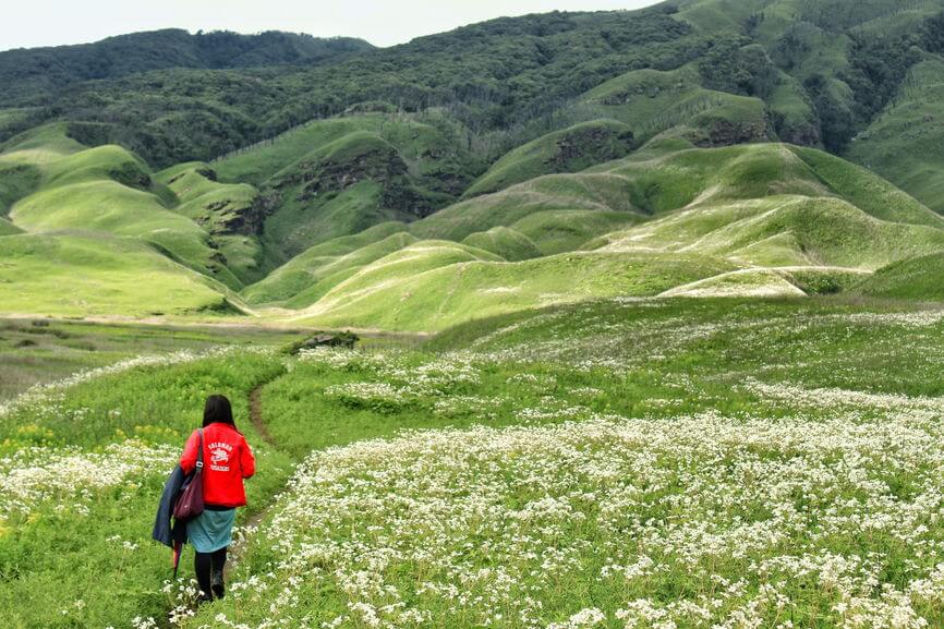 The gorgeous treeless rolling hills of Dzukou Valley