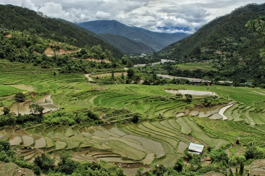 The gorgeous paddy fields of Punakha