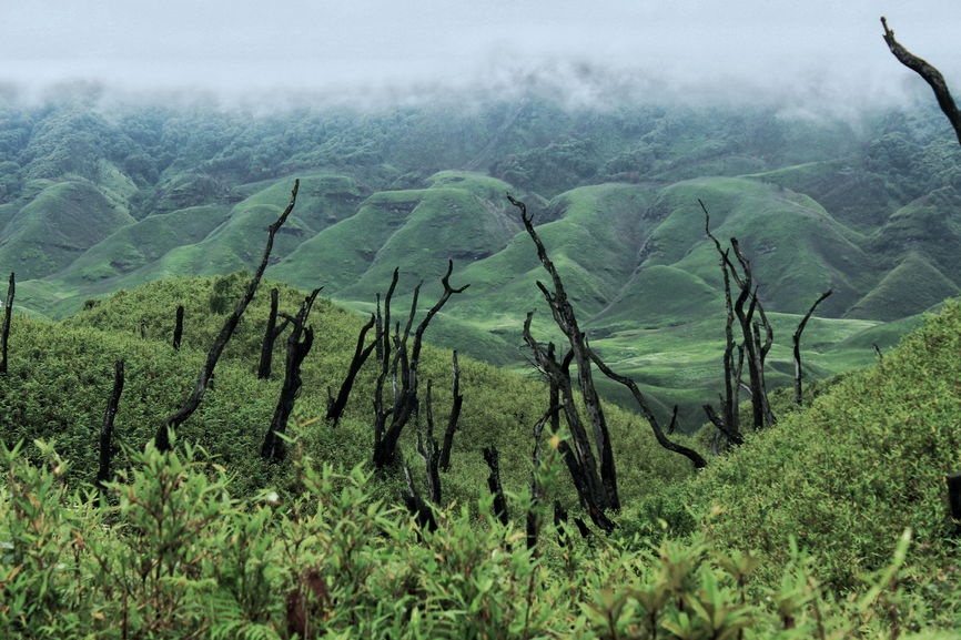 The burnt trees from the wildfire add an esoteric look in Dzukou Valley