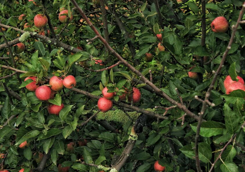 Organic apples in the local Apple Orchards
