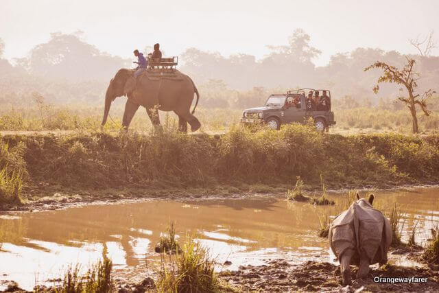Elephants used for Jungle Safari in National Parks
