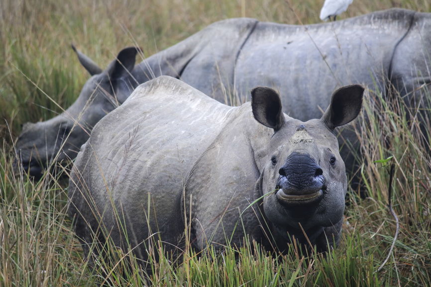Little Joys of Life - Spotting the Baby Rhino