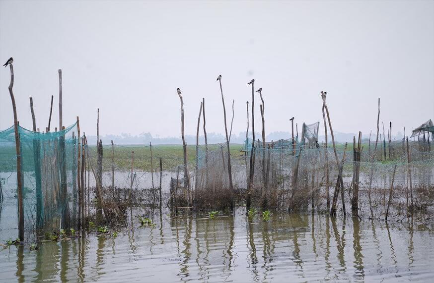 Mangalajodi Wetlands - Perfect spot for bird watching